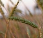 wheat-seed1-200x133