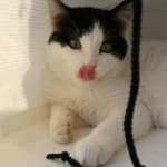 cat in bag-thumb-200x301-33982