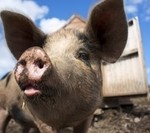 pig-thumb-200x133-50292