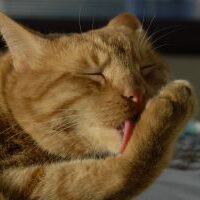 Meowington Trademark Fight Escalates