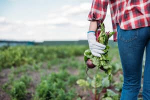 Schrute Farms Trademark Offers Hope for Potential Spinoff Schrute Farms trademark in process.